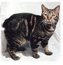 Vendo um Gato Manês.