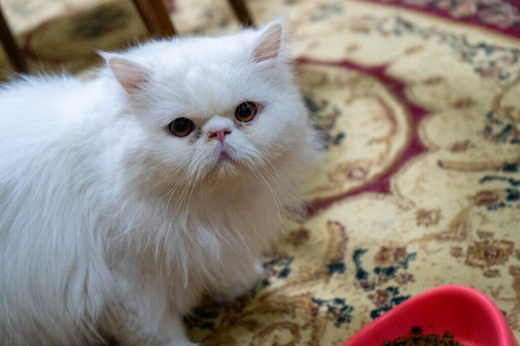 Compro Gato Persa.